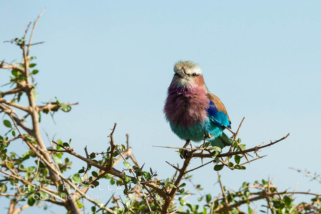 Lilac-breasted roller. Meru National Park, Kenya, Coracias caudatus, natural history stock photograph, photo id 29696