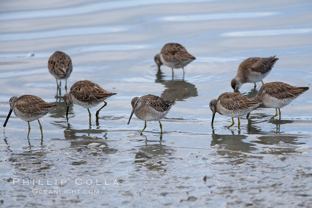 Dowitchers foraging on mud flats. Upper Newport Bay Ecological Reserve, Newport Beach, California, USA, Limnodromus, natural history stock photograph, photo id 15689