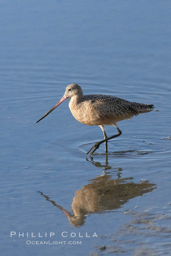 Marbled godwit, foraging on mud flats. Upper Newport Bay Ecological Reserve, Newport Beach, California, USA, Limosa fedoa, natural history stock photograph, photo id 15686