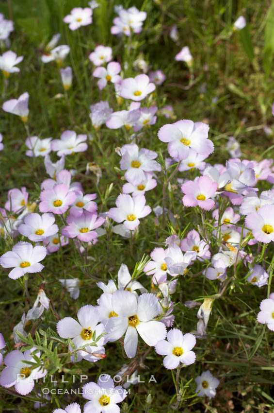 Ground pink blooms in spring, Batiquitos Lagoon, Carlsbad. California, USA, Linanthus dianthiflorus, natural history stock photograph, photo id 11506