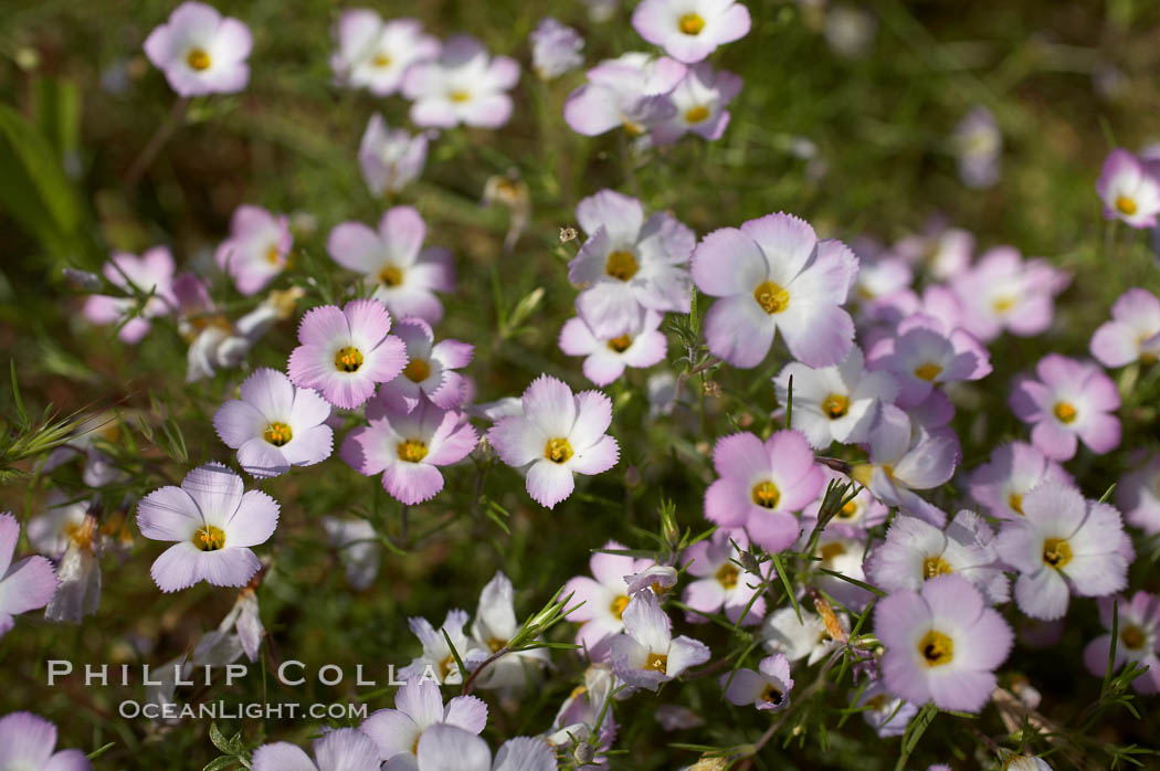 Ground pink blooms in spring, Batiquitos Lagoon, Carlsbad. California, USA, Linanthus dianthiflorus, natural history stock photograph, photo id 11500