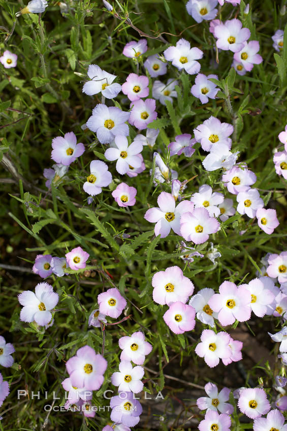 Ground pink blooms in spring, Batiquitos Lagoon, Carlsbad. California, USA, Linanthus dianthiflorus, natural history stock photograph, photo id 11509