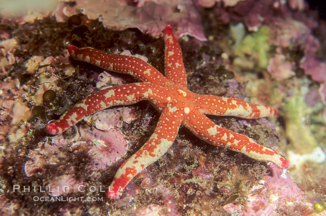 Pacific comet star. California, USA, Linckia columbiae, natural history stock photograph, photo id 01038