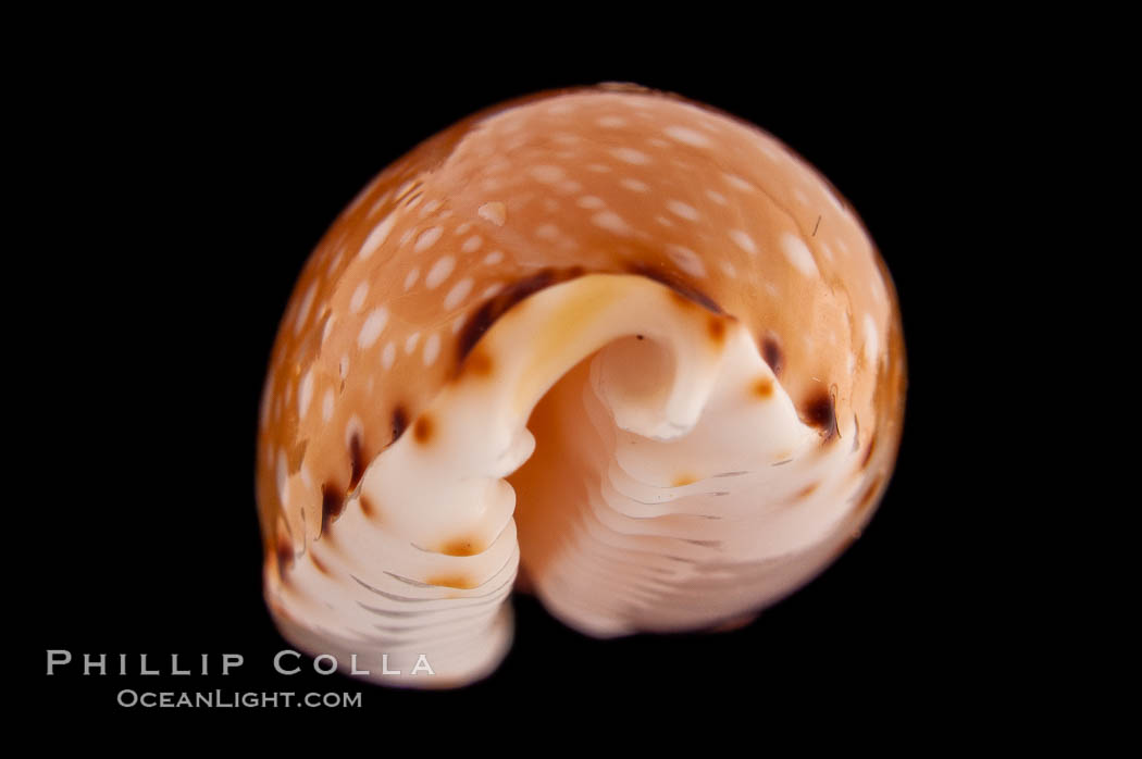 Lined-lip Cowrie., Cypraea labrolineata, natural history stock photograph, photo id 08274