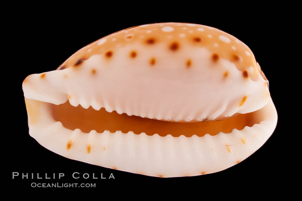 Lined-lip Cowrie., Cypraea labrolineata, natural history stock photograph, photo id 08272