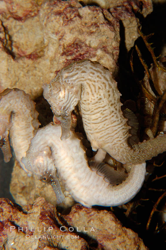 Lined seahorse., Hippocampus erectus, natural history stock photograph, photo id 09426