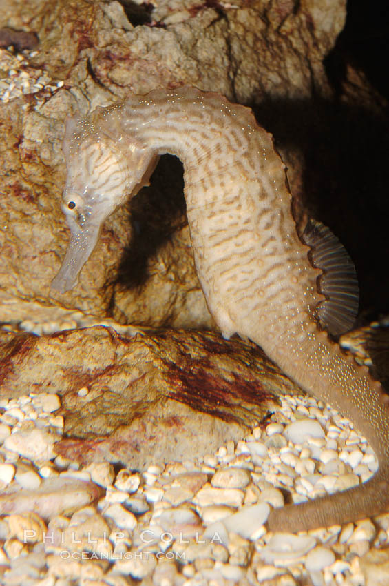 Lined seahorse., Hippocampus erectus, natural history stock photograph, photo id 08701