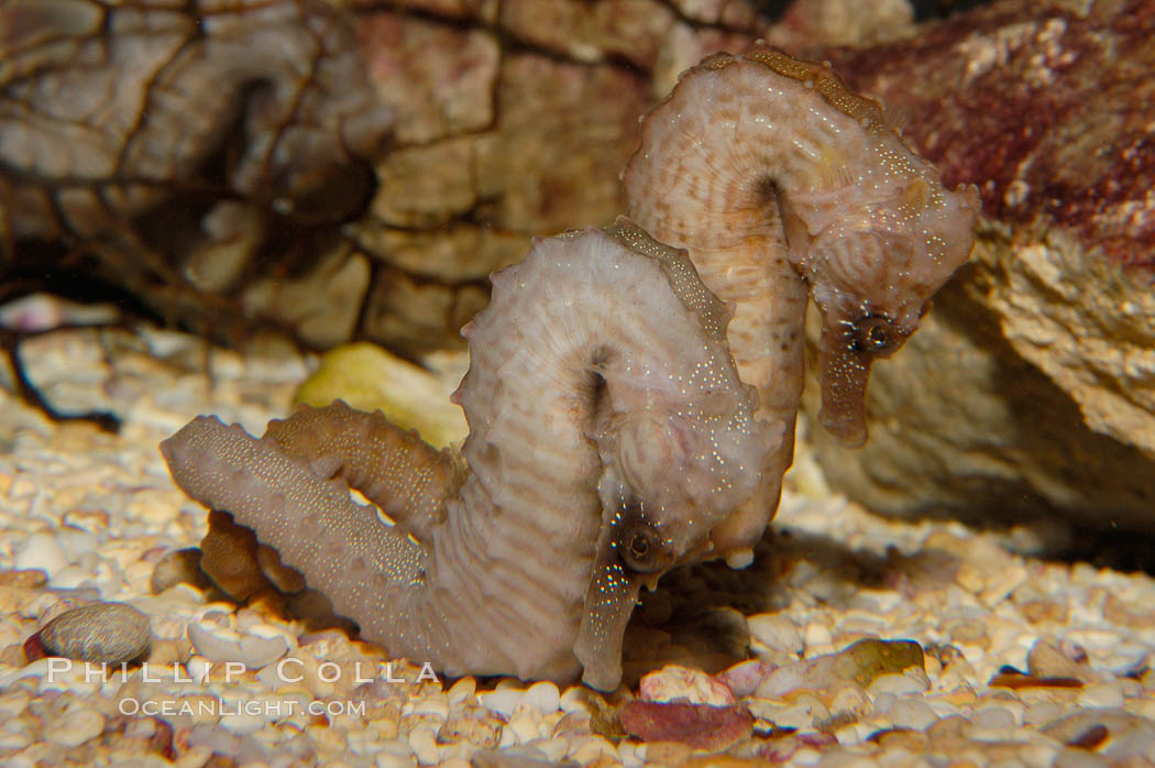 Lined seahorse., Hippocampus erectus, natural history stock photograph, photo id 09429