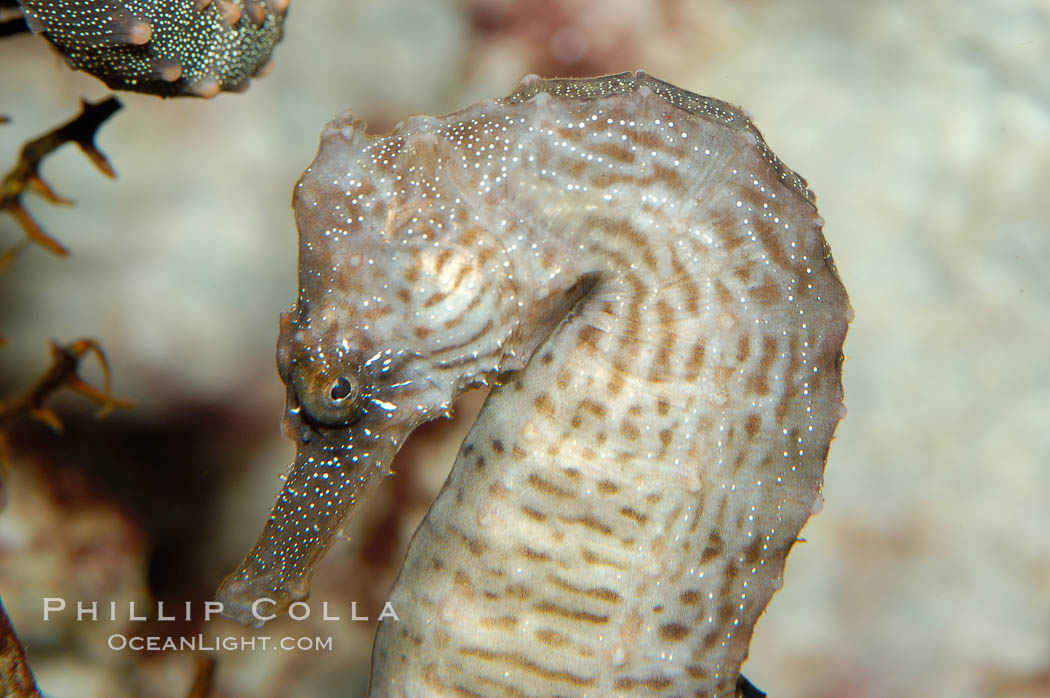 Lined seahorse., Hippocampus erectus, natural history stock photograph, photo id 10293