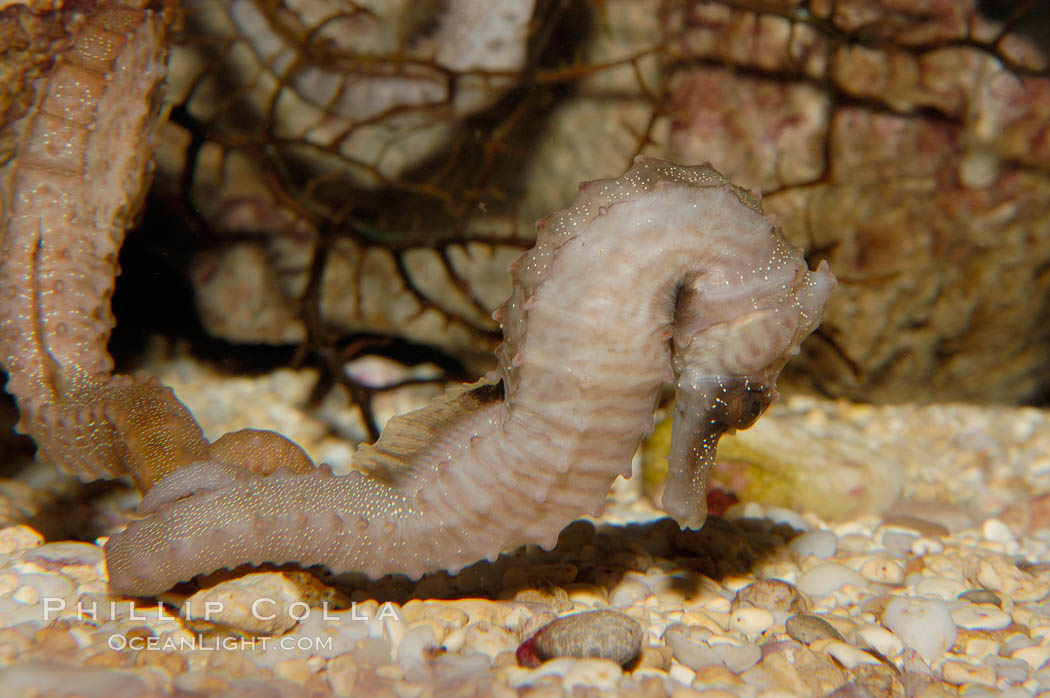 Lined seahorse., Hippocampus erectus, natural history stock photograph, photo id 09428