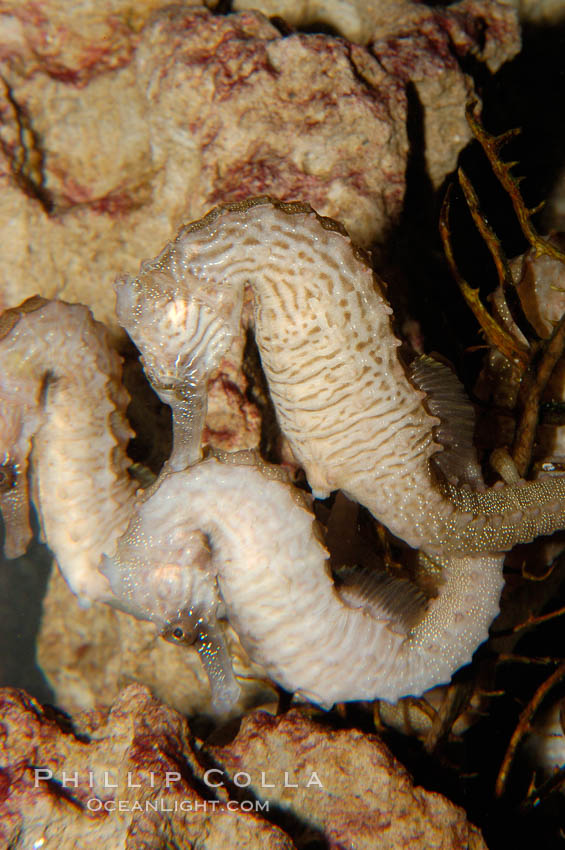 Lined seahorse., Hippocampus erectus, natural history stock photograph, photo id 09425