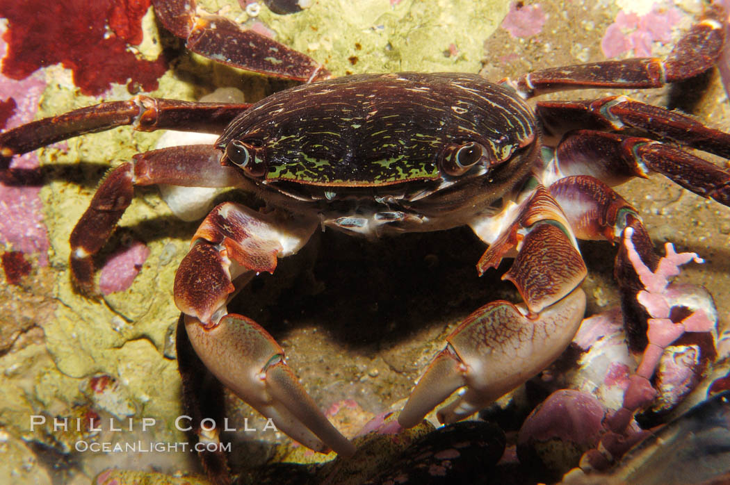 Lined shore crab., Pachygrapus crassipes, natural history stock photograph, photo id 08998