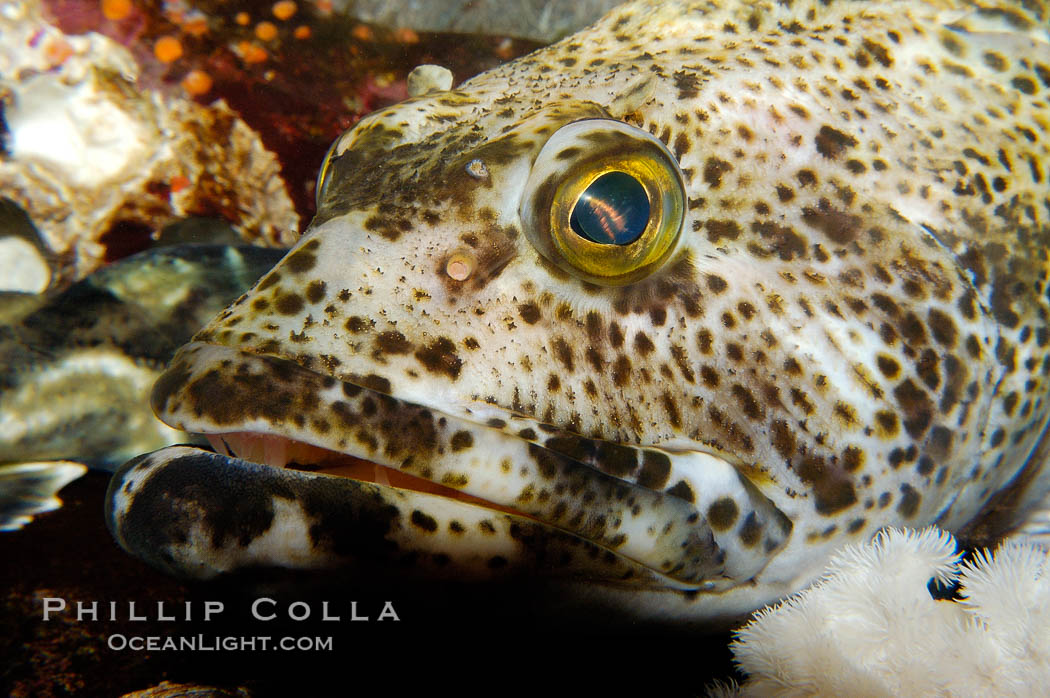 Lingcod, portrait., Ophiodon elongatus, natural history stock photograph, photo id 09838