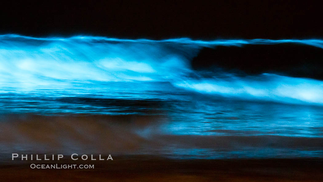 Lingulodinium polyedrum red tide dinoflagellate plankton, glows blue when it is agitated in wave and is visible at night. La Jolla, California, USA, Lingulodinium polyedrum, natural history stock photograph, photo id 27070