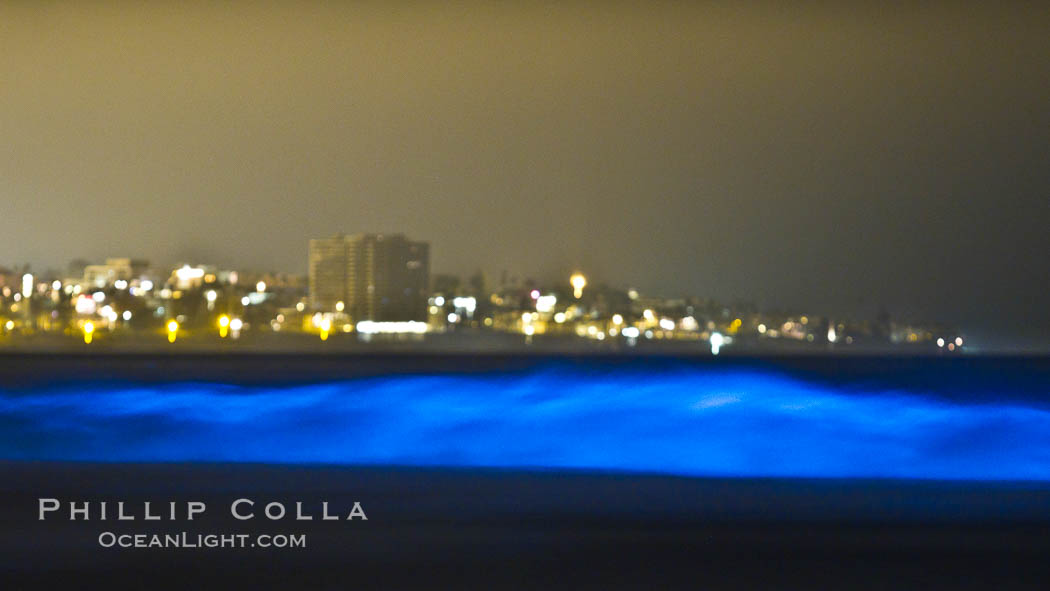 Lingulodinium polyedrum red tide dinoflagellate plankton, glows blue when it is agitated in wave and is visible at night. La Jolla, California, USA, Lingulodinium polyedrum, natural history stock photograph, photo id 27068