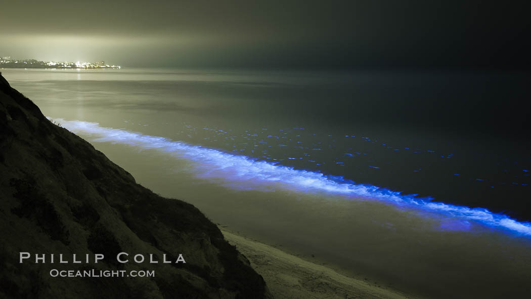 Lingulodinium polyedrum red tide dinoflagellate plankton, glows blue when it is agitated in wave and is visible at night. La Jolla, California, USA, Lingulodinium polyedrum, natural history stock photograph, photo id 27063