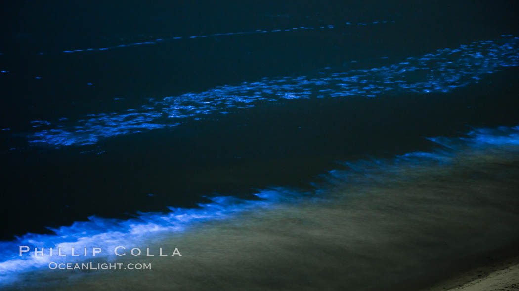 Bottlenose dolphins swim through red tide, hunt a school of fish, lit by glowing bioluminescence caused by microscopic Lingulodinium polyedrum dinoflagellate organisms which glow blue when agitated at night. La Jolla, California, USA, Lingulodinium polyedrum, natural history stock photograph, photo id 27067
