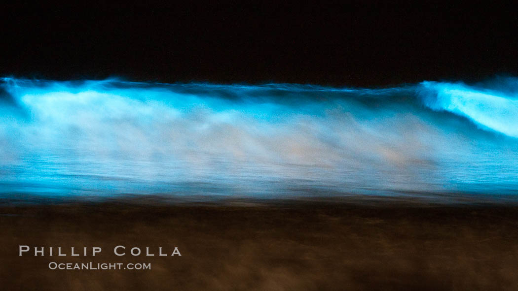 Lingulodinium polyedrum red tide dinoflagellate plankton, glows blue when it is agitated in wave and is visible at night. La Jolla, California, USA, Lingulodinium polyedrum, natural history stock photograph, photo id 27071