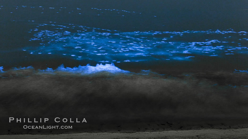 Bottlenose dolphins swim through red tide, hunt a school of fish, lit by glowing bioluminescence caused by microscopic Lingulodinium polyedrum dinoflagellate organisms which glow blue when agitated at night. La Jolla, California, USA, Lingulodinium polyedrum, natural history stock photograph, photo id 27065