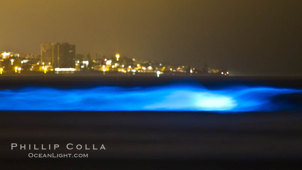 Lingulodinium polyedrum red tide dinoflagellate plankton, glows blue when it is agitated in wave and is visible at night. La Jolla, California, USA, Lingulodinium polyedrum, natural history stock photograph, photo id 27069