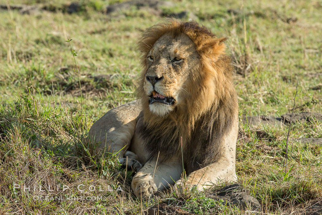 Lion, adult male, Maasai Mara National Reserve, Kenya., Panthera leo, natural history stock photograph, photo id 29898