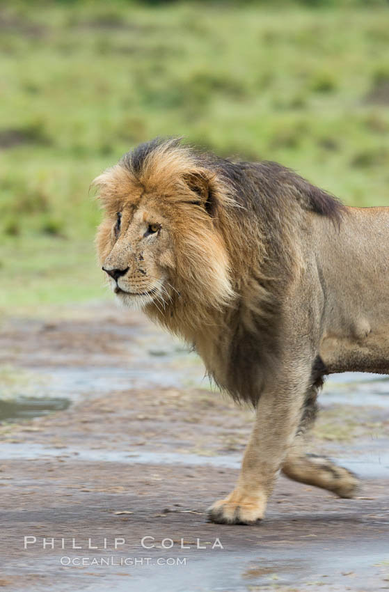 Lion, adult male, Maasai Mara National Reserve, Kenya., Panthera leo, natural history stock photograph, photo id 29784
