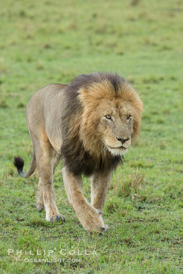 Lion, adult male, Maasai Mara National Reserve, Kenya., Panthera leo, natural history stock photograph, photo id 29864