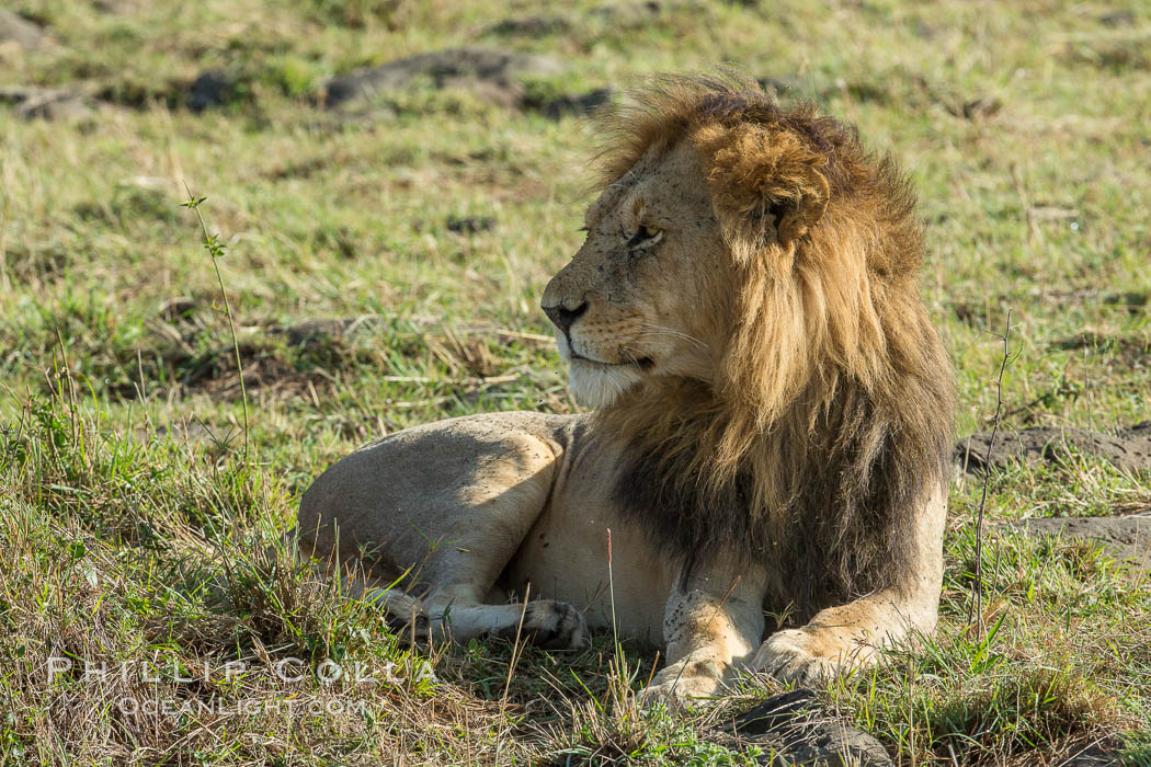 Lion, adult male, Maasai Mara National Reserve, Kenya., Panthera leo, natural history stock photograph, photo id 29892