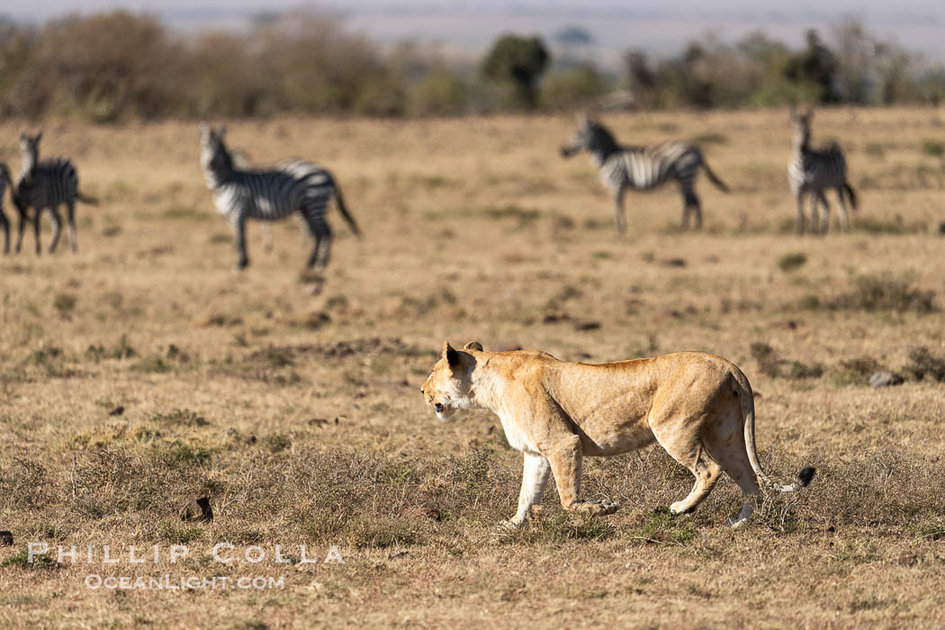 Lion and Alert Zebra, Mara North Conservancy, Kenya., Panthera leo, natural history stock photograph, photo id 39751