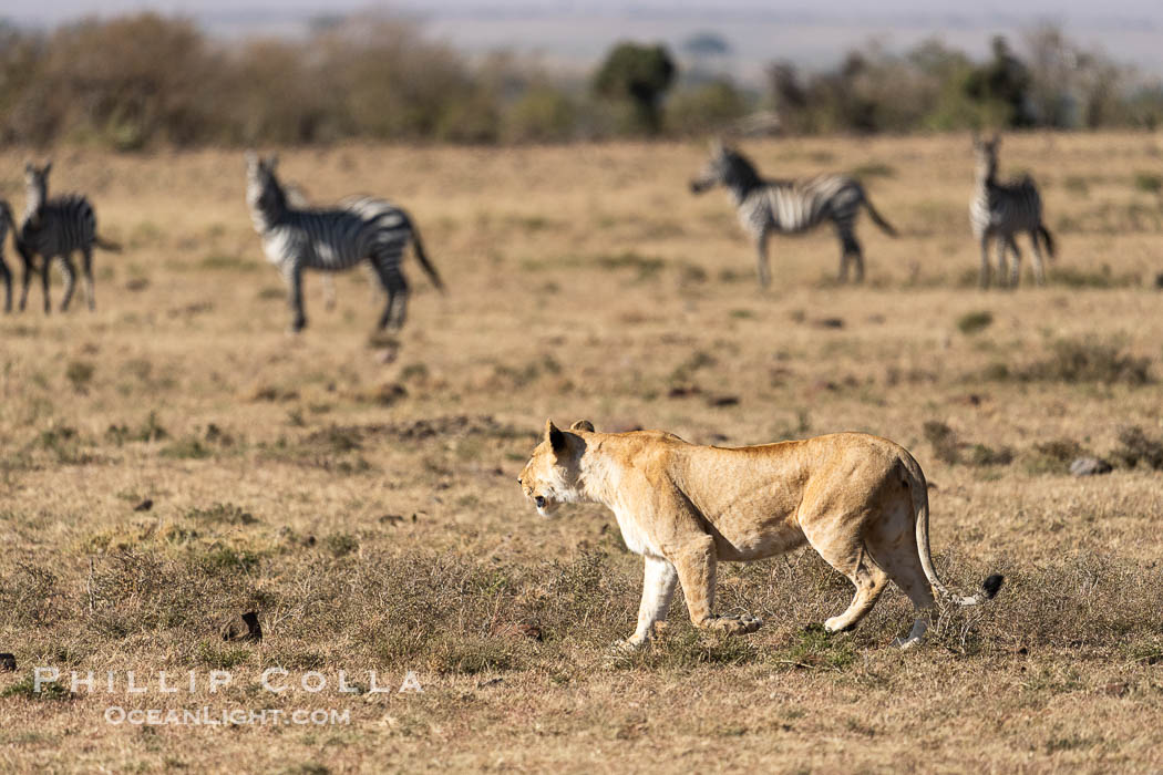 Lion and Alert Zebra, Mara North Conservancy, Kenya., Panthera leo, natural history stock photograph, photo id 39751