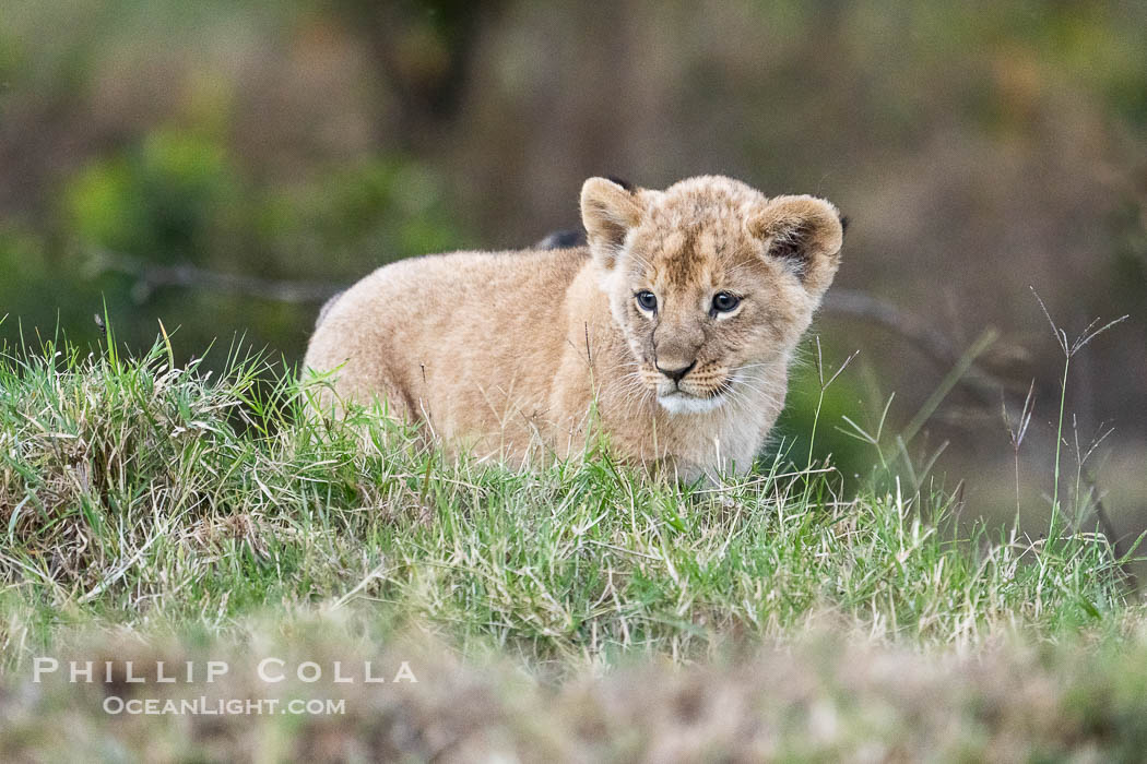 Lion Cub Eight Weeks Old, Mara North Conservancy, Kenya., Panthera leo, natural history stock photograph, photo id 39656