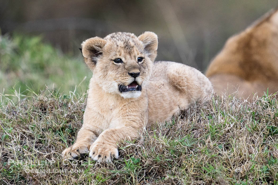 Lion Cub Eight Weeks Old, Mara North Conservancy, Kenya., Panthera leo, natural history stock photograph, photo id 39655