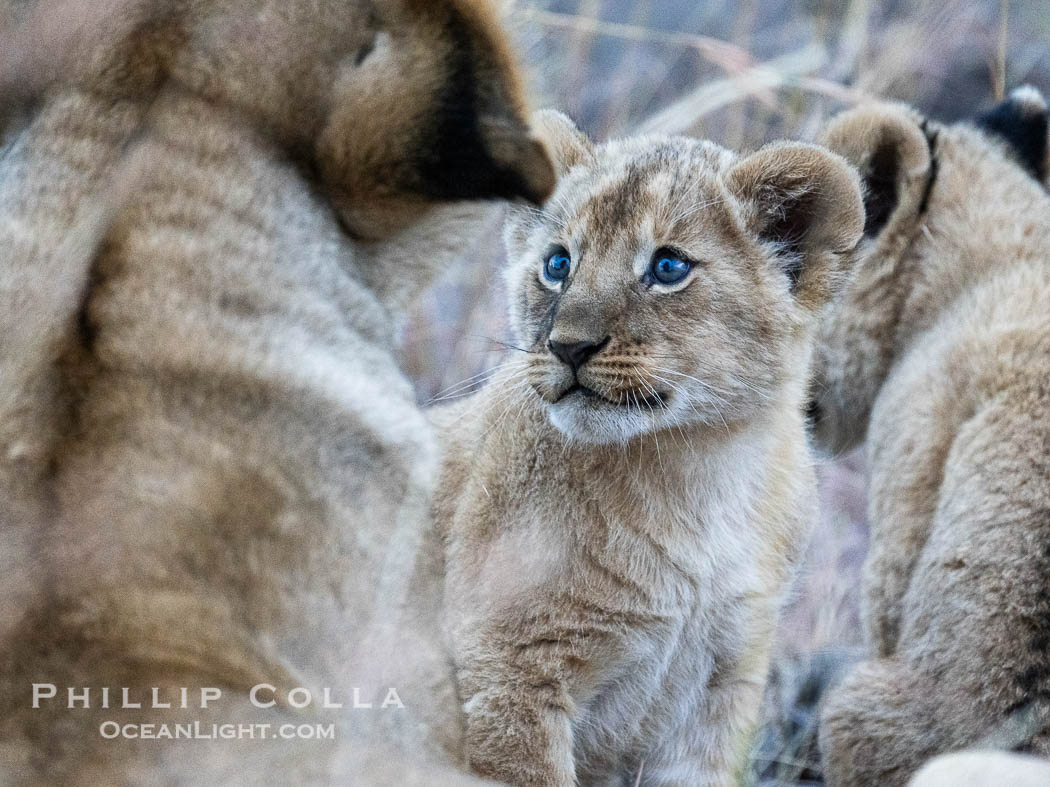 Lion cub eight weeks old, Mara North Conservancy, Kenya., Panthera leo, natural history stock photograph, photo id 39681