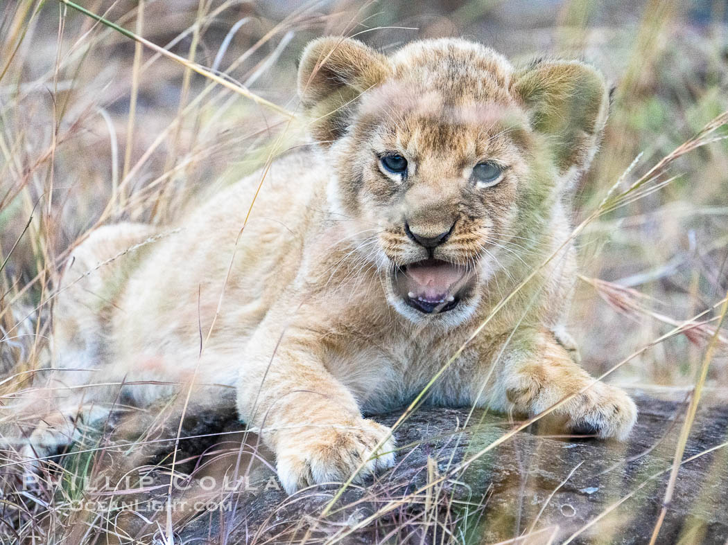 Lion cub eight weeks old, Mara North Conservancy, Kenya., Panthera leo, natural history stock photograph, photo id 39753