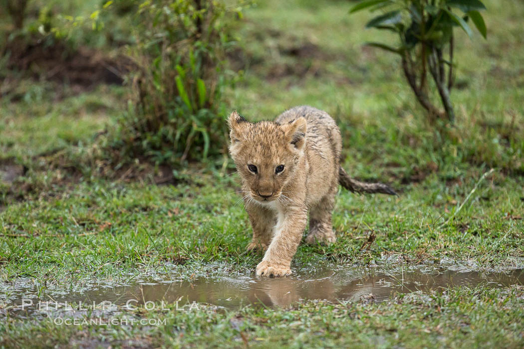 Lion cub, two weeks old, Maasai Mara National Reserve, Kenya., Panthera leo, natural history stock photograph, photo id 29790