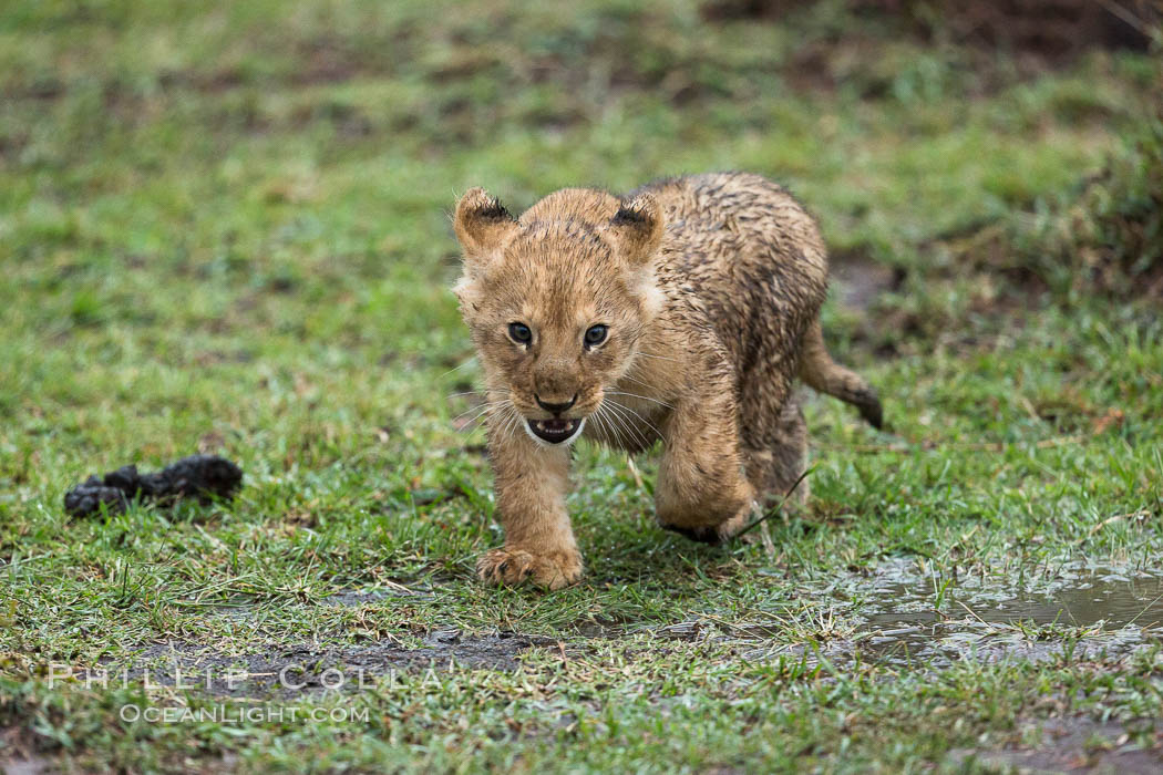 Lion cub, two weeks old, Maasai Mara National Reserve, Kenya., Panthera leo, natural history stock photograph, photo id 29788