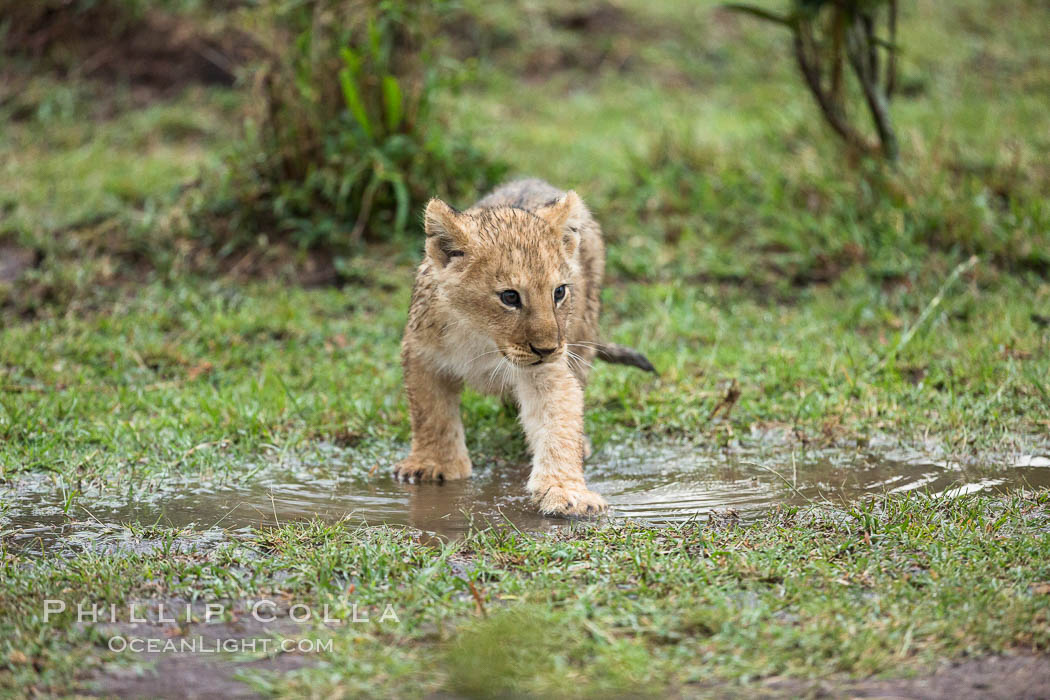 Lion cub, two weeks old, Maasai Mara National Reserve, Kenya., Panthera leo, natural history stock photograph, photo id 29792