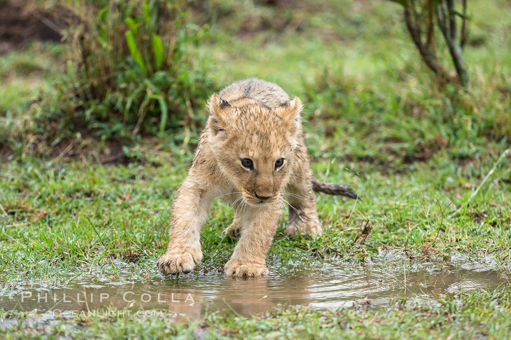Lion cub, two weeks old, Maasai Mara National Reserve, Kenya., Panthera leo, natural history stock photograph, photo id 29791