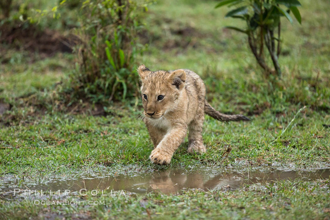 Lion cub, two weeks old, Maasai Mara National Reserve, Kenya., Panthera leo, natural history stock photograph, photo id 29789