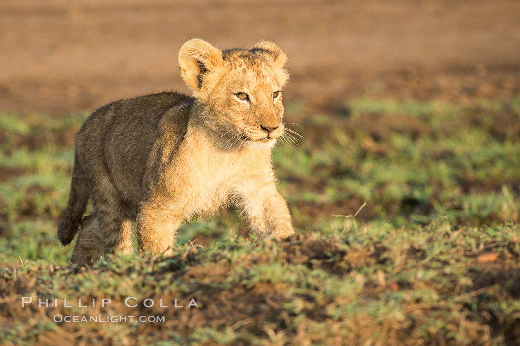 Lion cub, Maasai Mara National Reserve, Kenya., Panthera leo, natural history stock photograph, photo id 29921