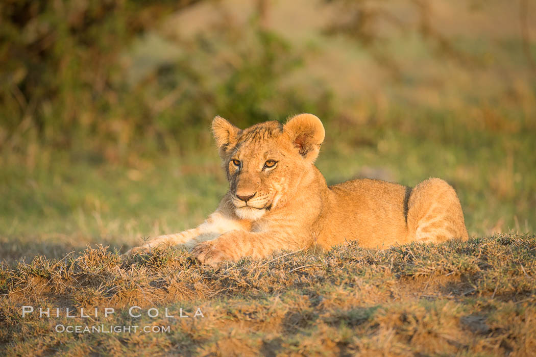 Lion cub, Olare Orok Conservancy, Kenya., Panthera leo, natural history stock photograph, photo id 30119