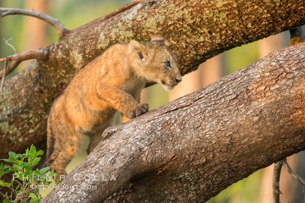 Lion cub in a tree, Maasai Mara National Reserve, Kenya., Panthera leo, natural history stock photograph, photo id 29874