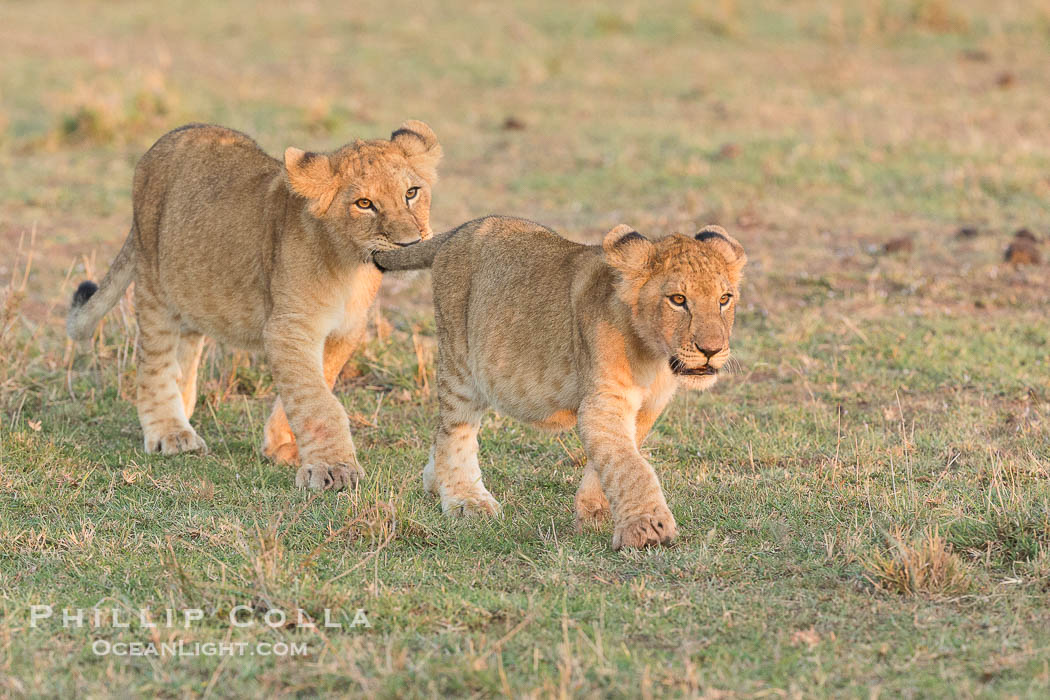 Lion cubs, Olare Orok Conservancy, Kenya., Panthera leo, natural history stock photograph, photo id 30114