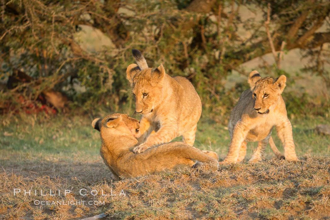 Lion cubs, Olare Orok Conservancy, Kenya., Panthera leo, natural history stock photograph, photo id 30117