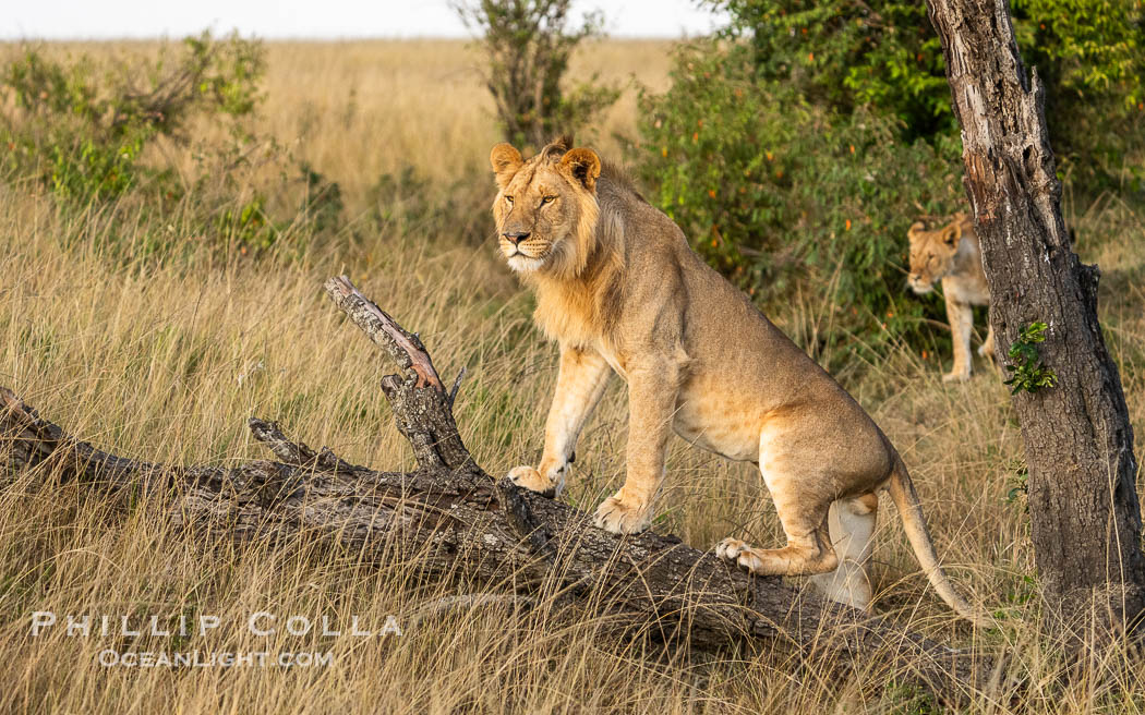 Lion on a Downed Tree Looking Around, Greater Masai Mara, Kenya. Mara North Conservancy, Panthera leo, natural history stock photograph, photo id 39693