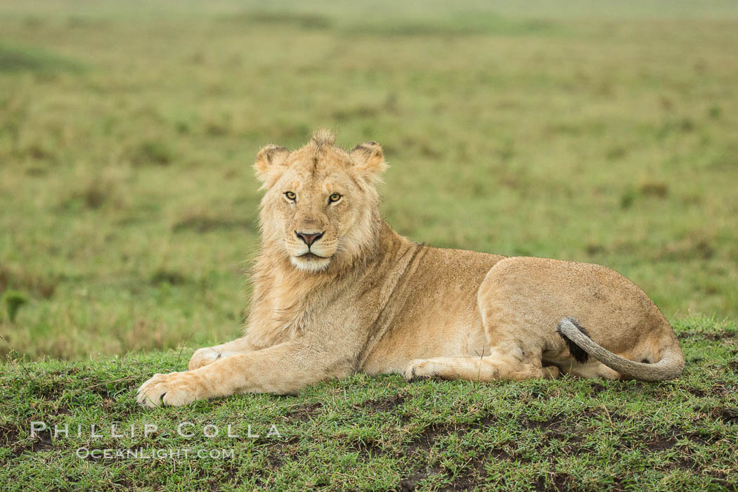 Lion, Maasai Mara National Reserve, Kenya., Panthera leo, natural history stock photograph, photo id 29862