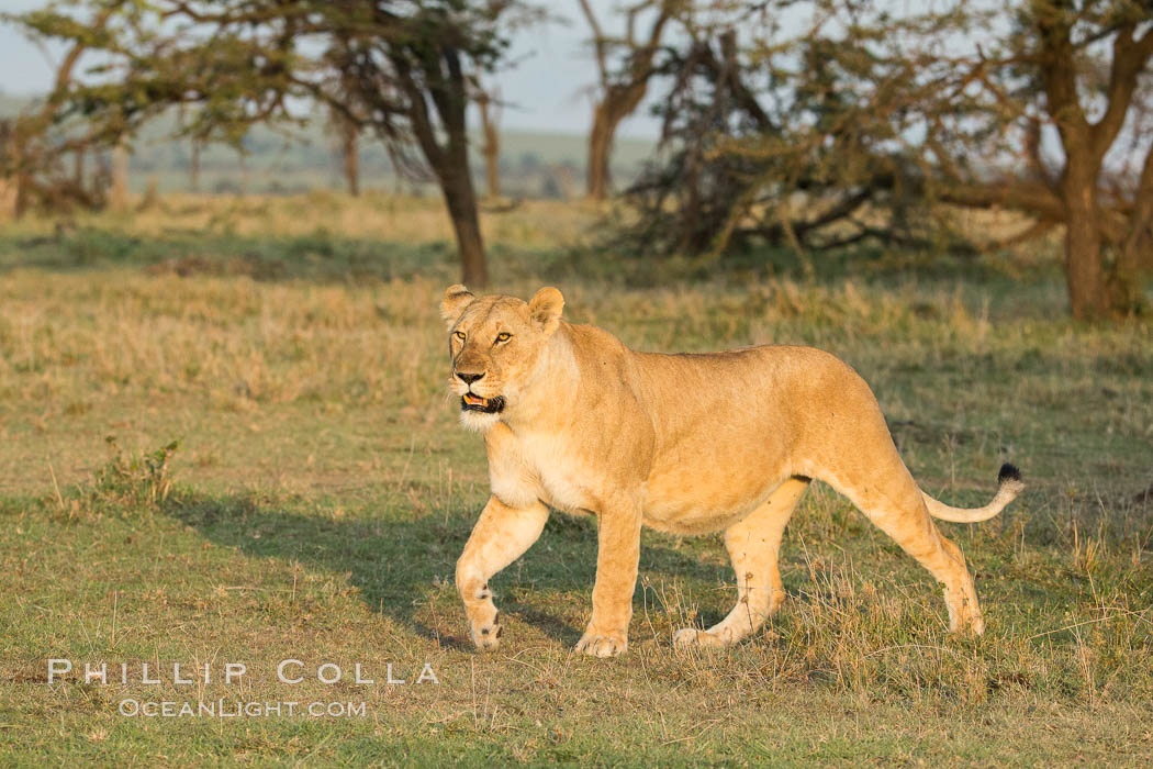 Lion, Olare Orok Conservancy, Kenya., Panthera leo, natural history stock photograph, photo id 30121