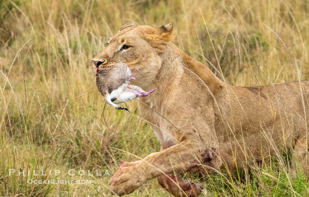 Lion Playing Keep-Away with Fresh-Killed Thomson's Gazelle, Mara North Conservancy, Kenya., Panthera leo, natural history stock photograph, photo id 39726