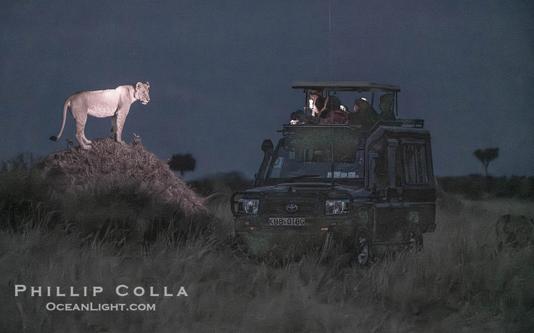 Lion Stands on Termite Mound to View Safari Vehicle, Night Vision, Greater Masai Mara, Kenya. Mara North Conservancy, Panthera leo, natural history stock photograph, photo id 39760