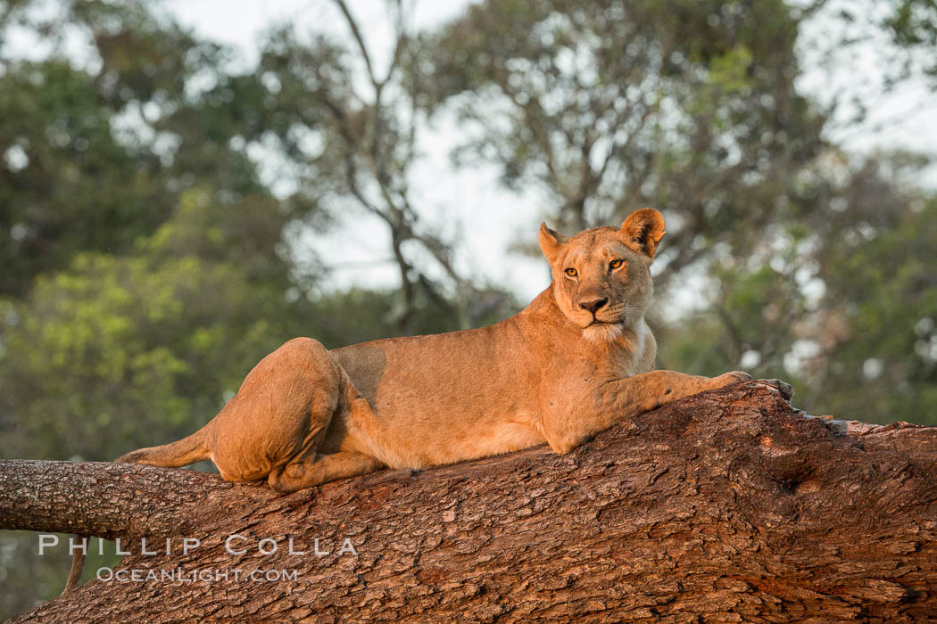 Lion in a tree, Maasai Mara National Reserve, Kenya., Panthera leo, natural history stock photograph, photo id 29870